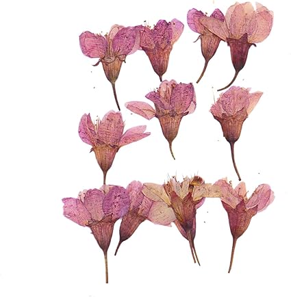 Amazon Monrocco 24個 本物の桜 ドライフラワー プレスフラワー Diy プリザーブドフラワーデコレーション Monrocco ドライフラワー