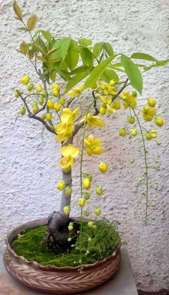 Creative Farmer Bonsai Suitable Seeds - Cassia Fistula Bonsai Suitable Tree Seeds For Beginners-: Amazon.in: Garden & Outdoors Creative Farmer Bonsai Suitable Seeds - Cassia Fistula Bonsai Suitable Tree Seeds For Beginners-: Amazon.in: Garden & Outdoors