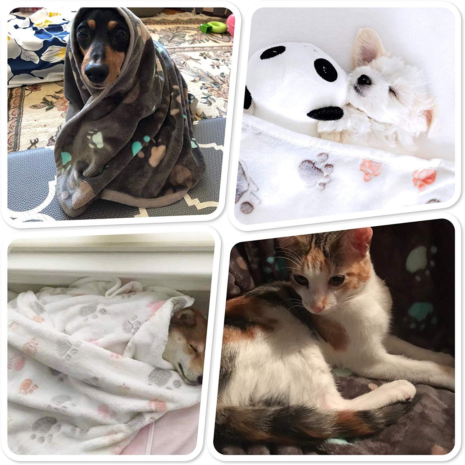 Allisandro 350 GSM-Super Soft and Premium Fuzzy Flannel Fleece Pet Dog Blanket, The Cute Print Design Washable Fluffy Blanket for Puppy Cat Kitten Indoor or Outdoor, White, 39" x 31" : Pet Supplies