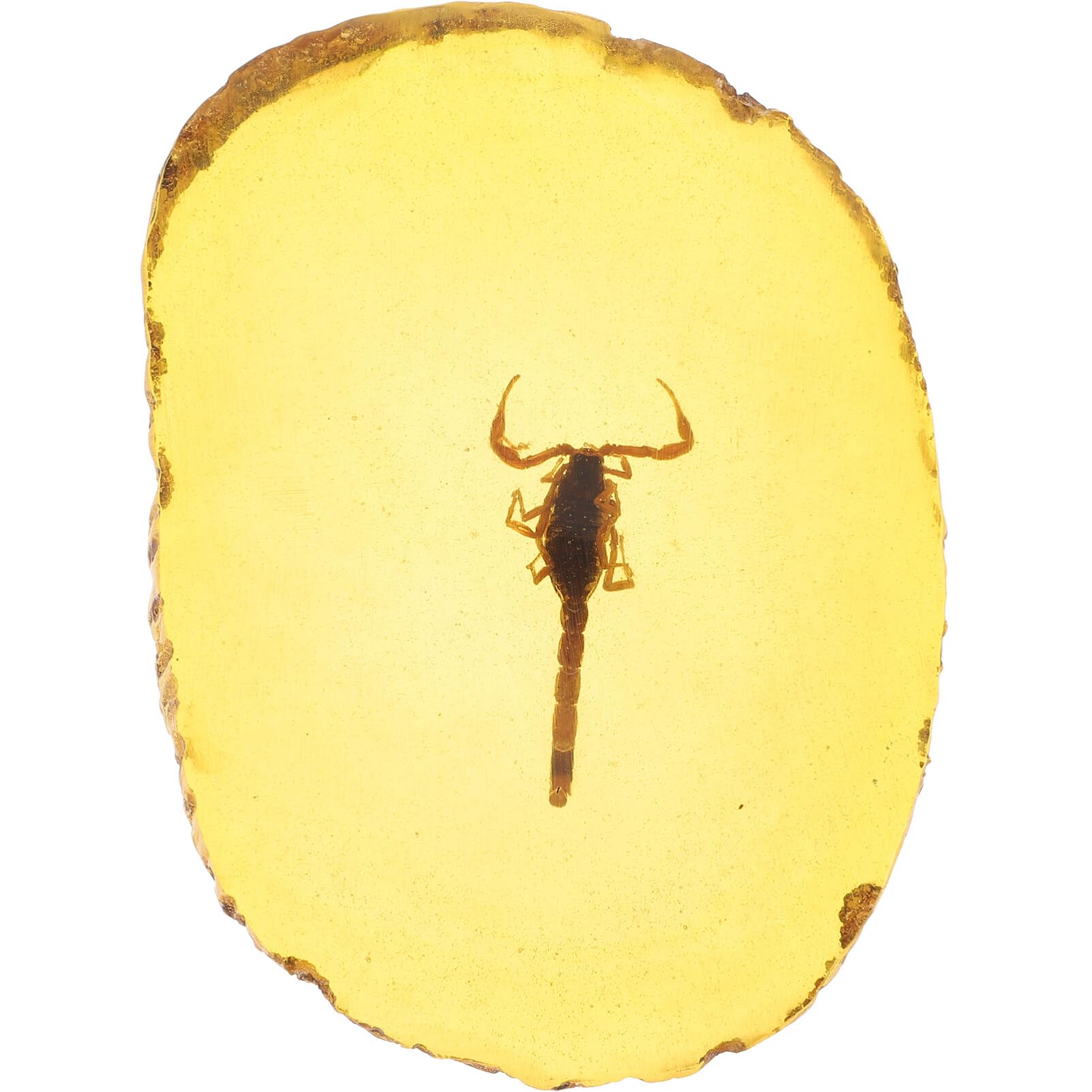 Amber with Insects Samples Stones Crystal Specimens Home Decorations Collection Pendant Scorpion