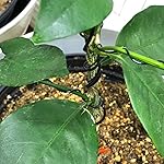 Review Image by Danish Tom Danish Tom