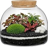 Glass Terrarium Succulent Plant House with LED Lights view 1