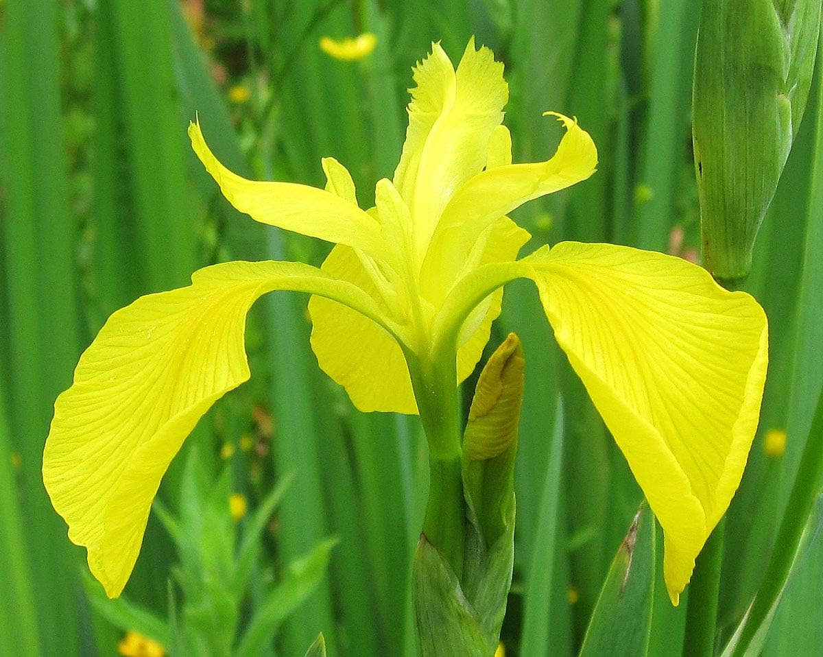 Yellow Flag Iris Live Plant in a 6 Inch Pot
