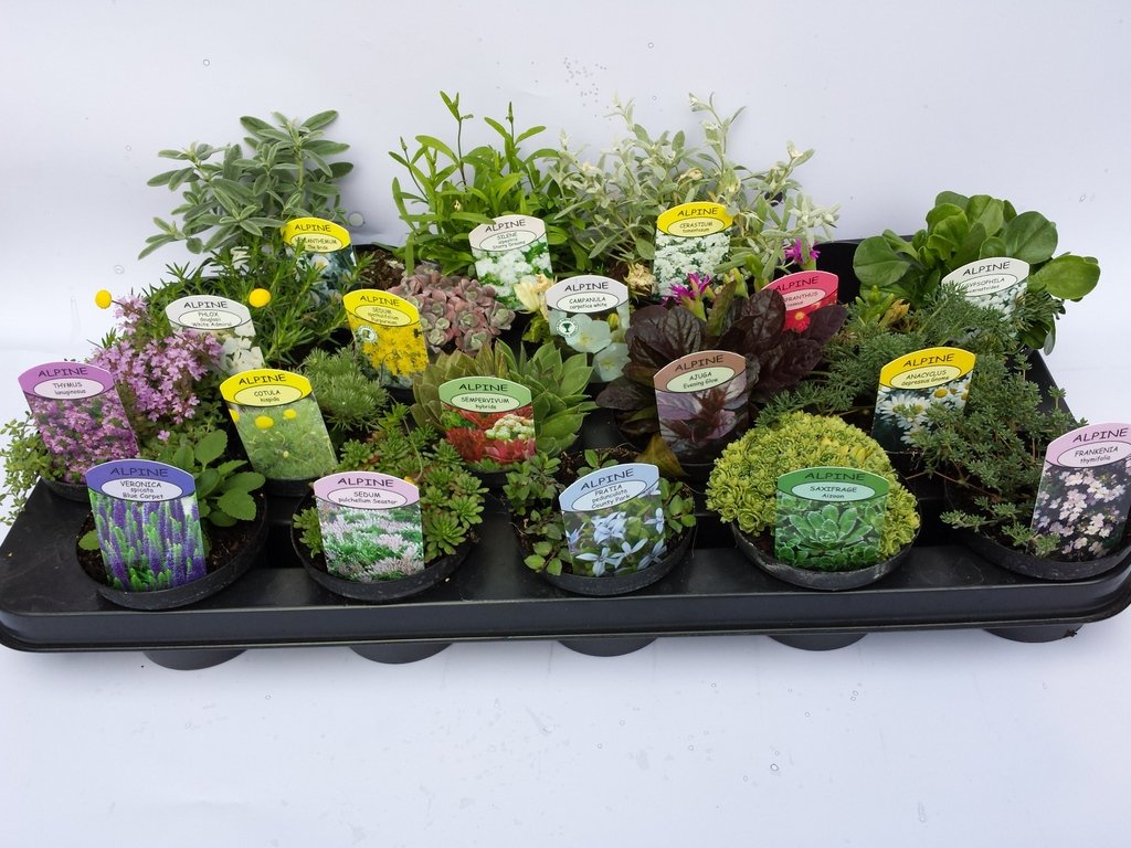 COLLECTION OF 20 ALPINE PLANTS IN 9CM POTS FOR ROCKERY BEDS EXCELLENT