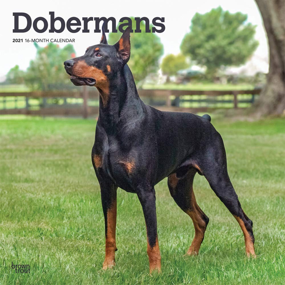 dog breeds similar to doberman