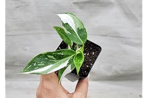 Philodendron White Princess Live Rare House Plants (All Plants are Fully Rooted Plants!) in 3" Pot by 3Exoticgreen