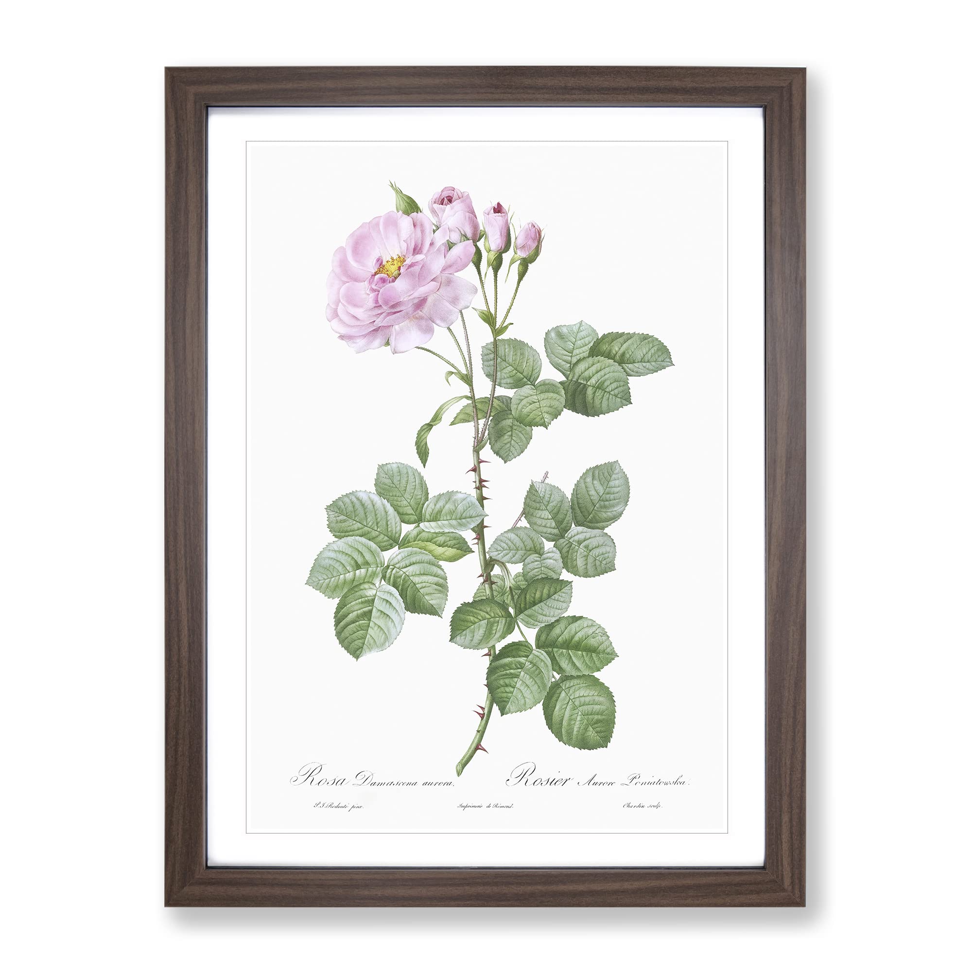 Pink Damask Rose By Pierre Joseph Redoute Vintage Framed Wall Art Print, Ready to Hang Picture for Living Room Bedroom Home Office Décor, Walnut A3 (34 x 46 cm)