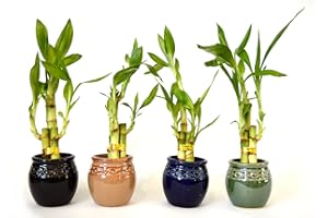 9GREENBOX Live 3 Style Party Set of 4 Bamboo Plant Arrangement w/ Ceramic Vase