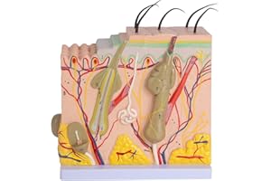 LVCHEN Skin Anatomy Model - Skin Diagram Model Human Anatomy Skin Model Skin Structure 50X Magnification Model with Hair