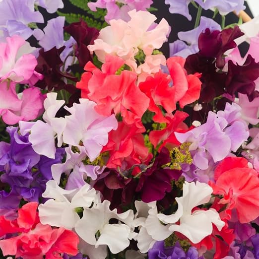 Semillas mixtas de guisante de olor - Lathyrus odoratus: Amazon.es ...