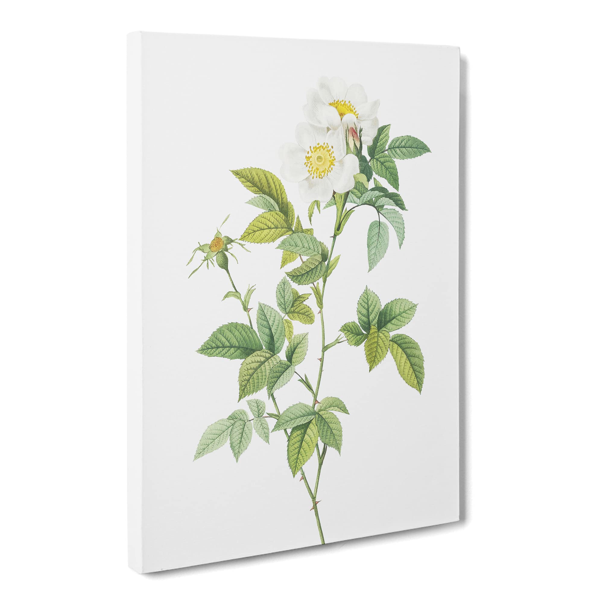 Anjou Rose In White By Pierre Joseph Redoute Canvas Print | Gallery Wrapped 30mm Frame Wall Art | 20x14 inches | Ready to Hang | Retro Floral Picture | Living Room Bedroom Lounge Office