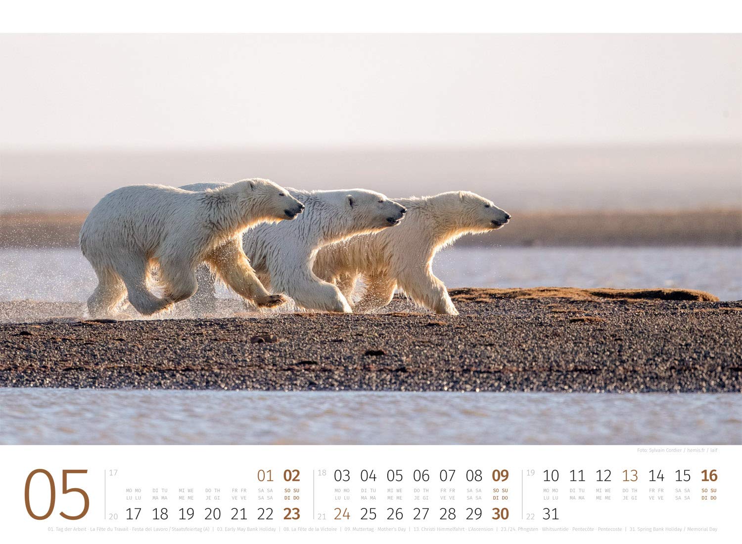 Eisbaren Kalender 2021 Wandkalender Im Querformat 45x33 Cm Tierkalender Amazon De Ackermann Kunstverlag Bucher eisbären kalender 2021