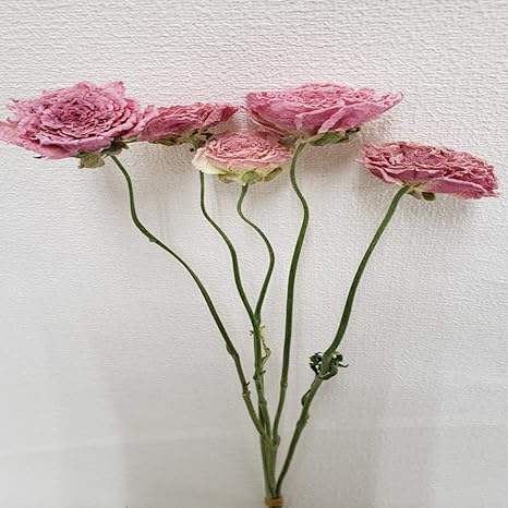 Amazon 東京堂 ドライフラワー ピンク 約l40cm ラナンキュラス Dn 002 5本入 ドライフラワー オンライン通販