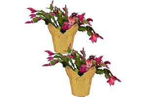 THE THREE COMPANY Live Flowering Thanksgiving/Christmas Cactus (Zygocactus) - Red (2 Plants Per Pack) - Beautiful Holiday Décor - 5" Tall by 5" Wide in 1 Pt Pot with Deco Cover