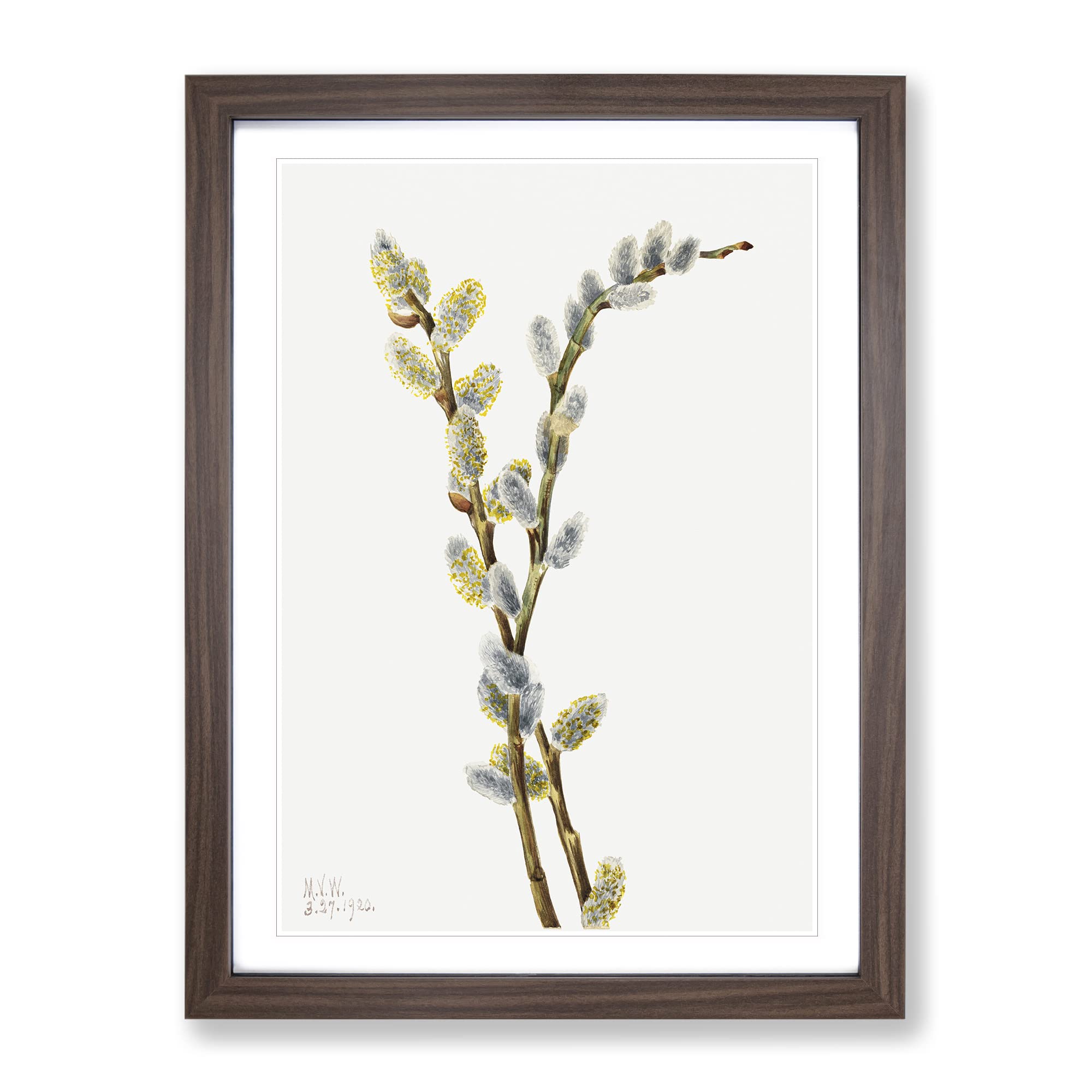 Pussy Willow Flowers By Mary Vaux Walcott Vintage Framed Wall Art Print, Ready to Hang Picture for Living Room Bedroom Home Office Décor, Walnut A3 (34 x 46 cm)