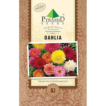 Pyramid Seeds Dahlia Flower Seeds (Multicolour, Pack of 100)