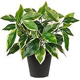 Oairse Artificial Plants Indoor Small Fake Plants in Pots Faux Pothos N‘ Joy Potted Plant Fake Indoor Plants with Black Pots for Bathroom Living Room Office Desk Shelves