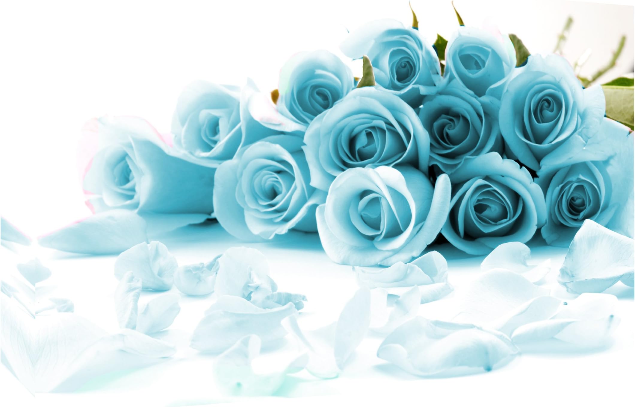 DUCK EGG BLUE ROSES CANVAS PICTURE WALL ART PRINT (20" X 14" (50CM X 35CM))