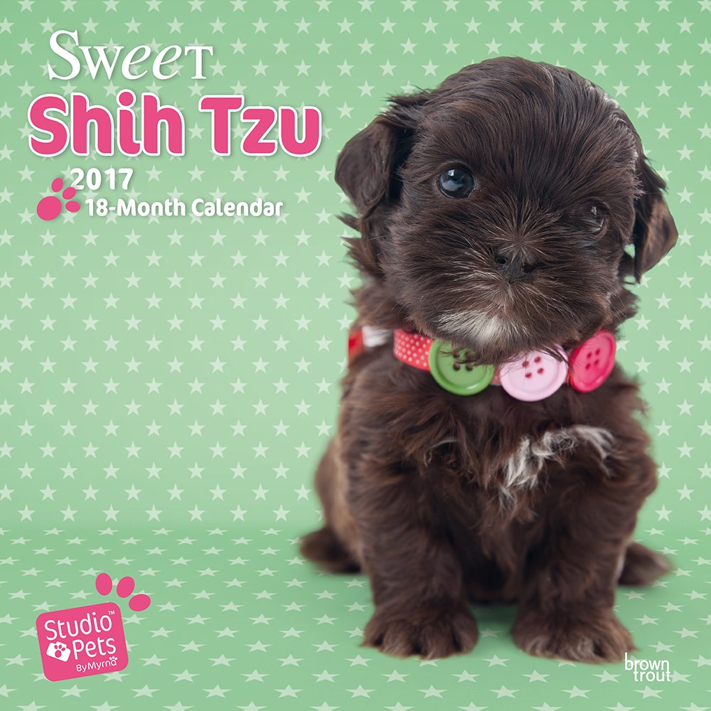 Sweet Shih Tzu Studio Pets 2017 Wall Calendar Studio Pets By