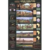 Human Evolution Educational Science Chart Poster 24 x 36in