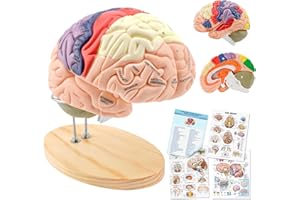 TYRRDE YRRDE Human Brain Model for Neuroscience Teaching with Labels 2 Times Life Size Anatomy Model and 11 Colors to Identify Brain Functions, Human Brain Model for Psychology Science Research Medical Learning or Classroom Study Display