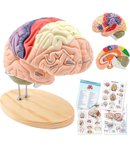 Structure Of The Human Brain VEVOR Human Anatomy 4-Part Model Of Brain ...