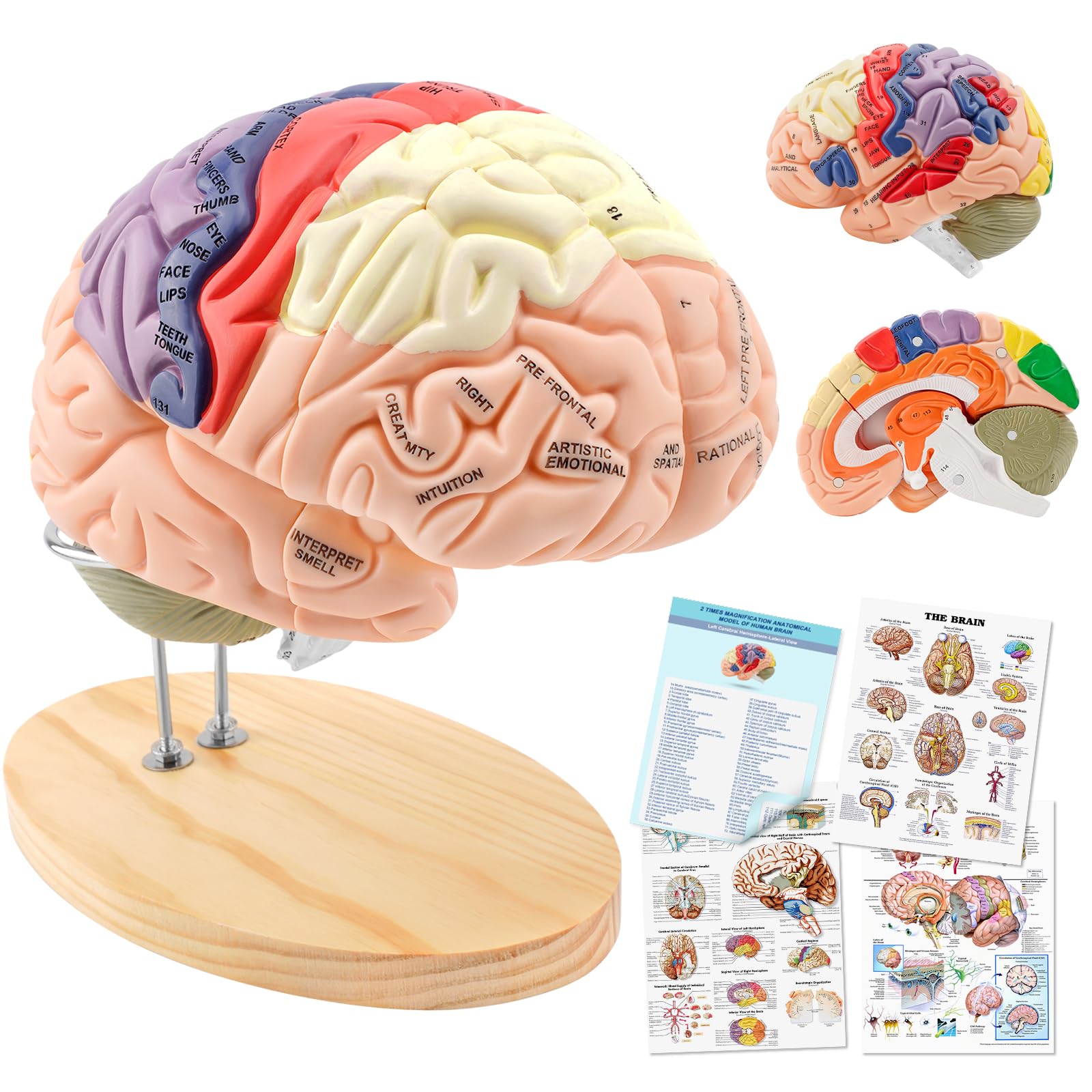 SORECI Newest Human Brain Model for Neuroscience Teaching with Labels 1.5 Times Life Size Anatomy Model for Learning Science Classroom Study Display SORECI Newest Human Brain Model for Neuroscience Teaching with Labels 1.5 Times Life Size Anatomy Model for Learning Science Classroom Study Display