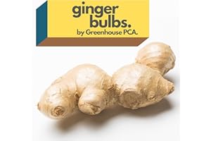 GREENHOUSE PCA Fresh Culinary Ginger Root Plant Starts, Great for Eating Fresh for Sushi, Cooking, Healthy and Tasty. Easy to Grow