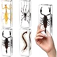Super-Large Size 4 Pcs Insect in Resin Specimen Bugs Taxidermy Collection, Resin Preserved Specimen Set, Durable Resin Insect Specimen for Science, Education,Nature Study and Home Decor