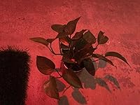 Review Image by LAURÉN LAURÉN