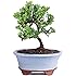 Brussel's Live Green Mound Juniper Outdoor Bonsai Tree - 3 Years Old; 4" to 6" tall with Decorative Container - Not Sold in California