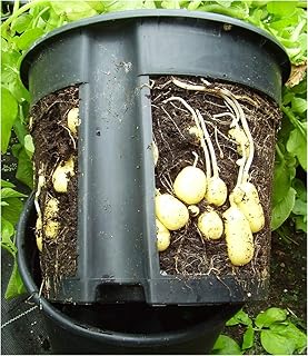 PotatoPot® Kartoffel-Pflanztopf, Kübel für Pflanzkartoffeln auf Balkon & Terrasse