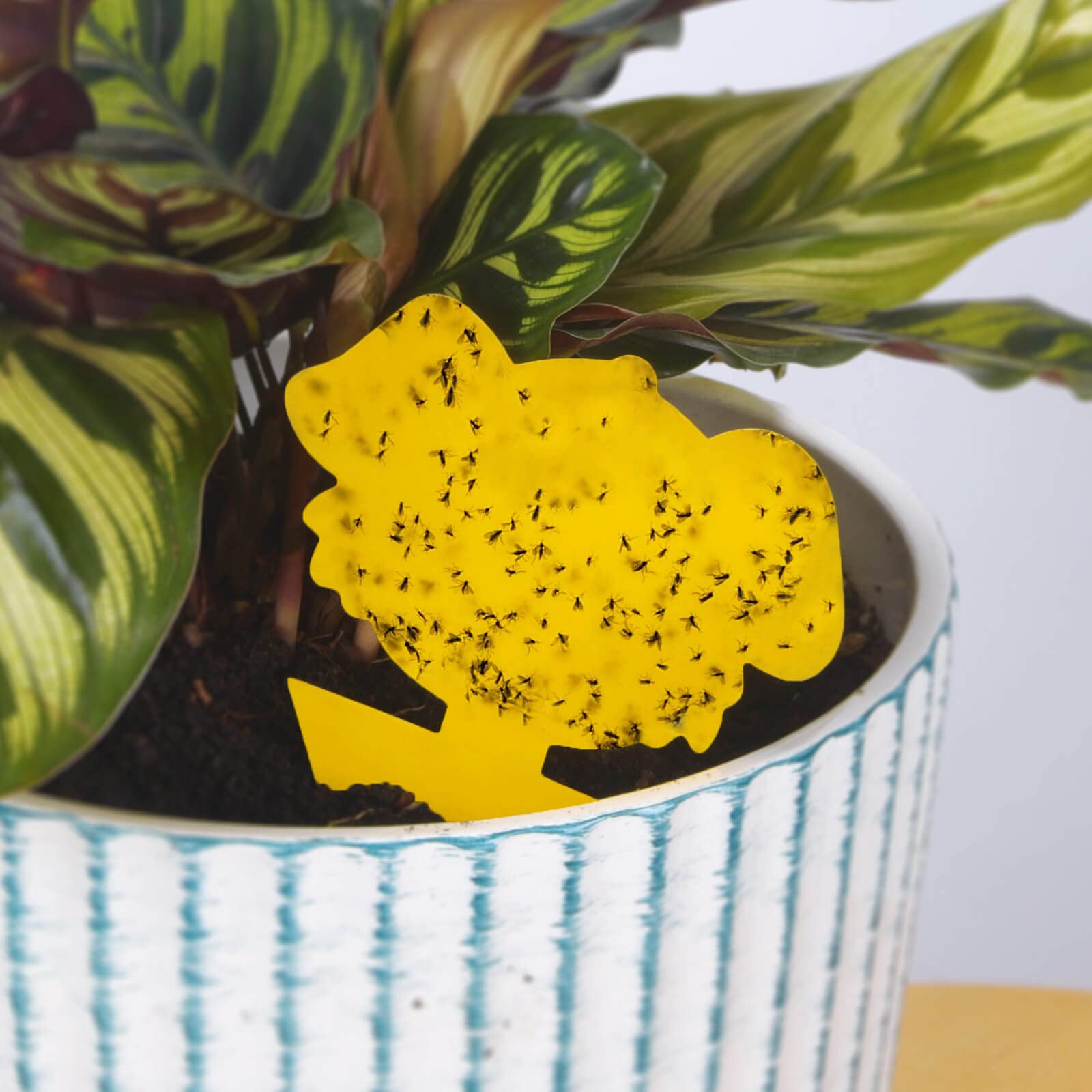 Blooven Gelbsticker Trauermücken Bekämpfen 30 Stück, Gelbtafeln für die Zimmerpflanzen Schädlingsbekämpfung (30 Stück) 2