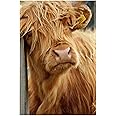 CafePress Highland Cow Rectangle Magnet, 3"x2" Refrigerator Magnet