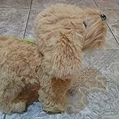 meva paw pals walking dog