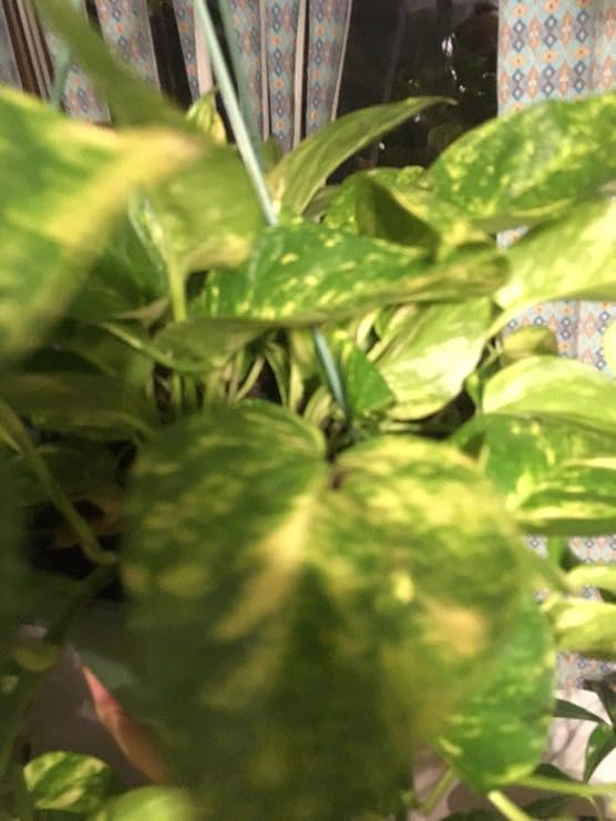 Desconocido Semillas: Las estacas odendron Combo! Grazielae ...
