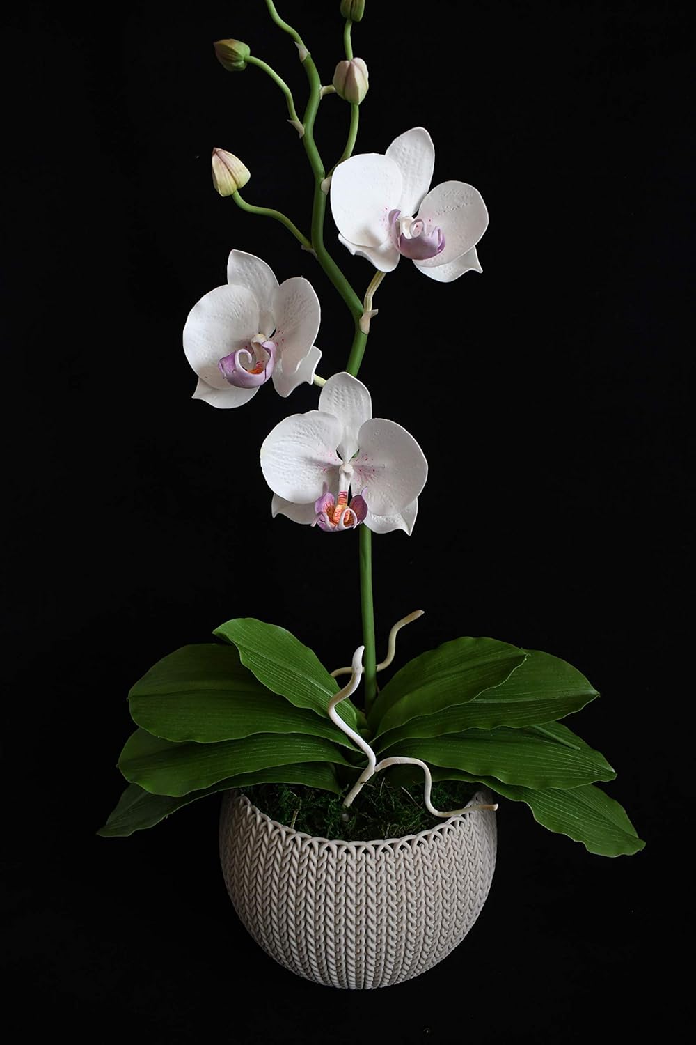Amazon Com Handmade Orchid Pot Phalaenopsis White Orchids With Purple Pistils Center Air Dry Clay Size 15 X 30 X 49 Cm 8 2 Oz Handmade