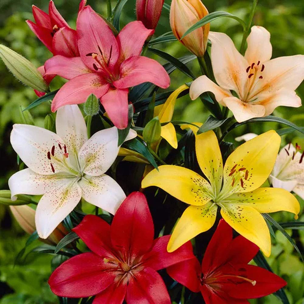 3 x Lilies Scented Asiatic Mixed- Fragrant & Great Display – for Your Beautiful Garden