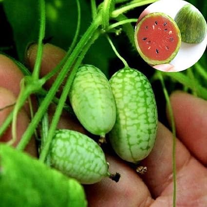 Keptei Samenhaus - Bio mini Wassermelone Samen Minigurke Daumen Samen Kleine Finger-Melonen Saatgut Essbar