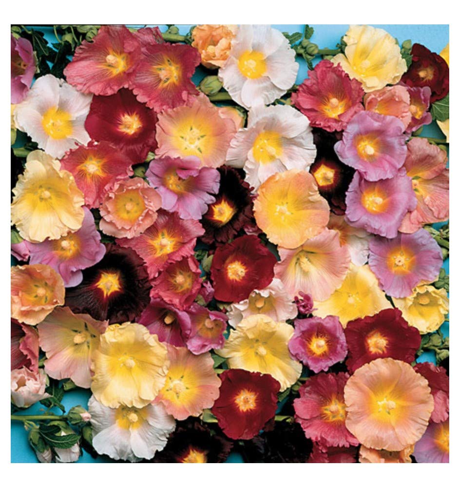 PREMIER SEEDS DIRECT - Hollyhock - Antwerp Mix - 100 Flower Seeds - ALCEA FICIFOLIA