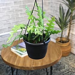 Zigzag Fishbone Cactus Plants Hanging