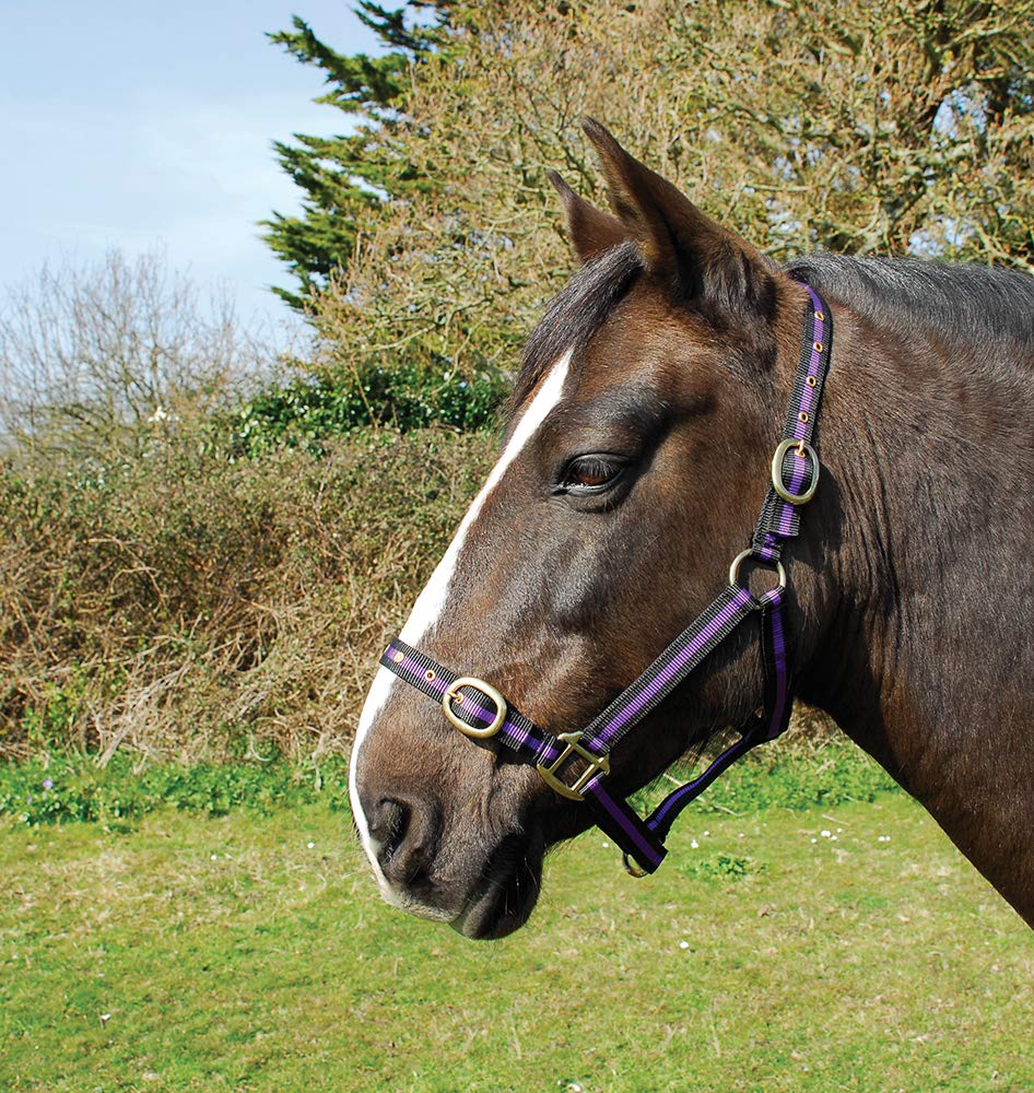 Rhinegold Nylon Headcollar - Cob - Black/Purple — image 1
