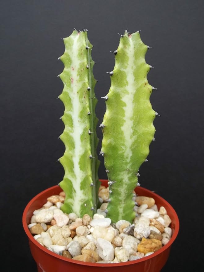 Euphorbia LACTEA Dragon Bone Cactus Elkhorn Plant