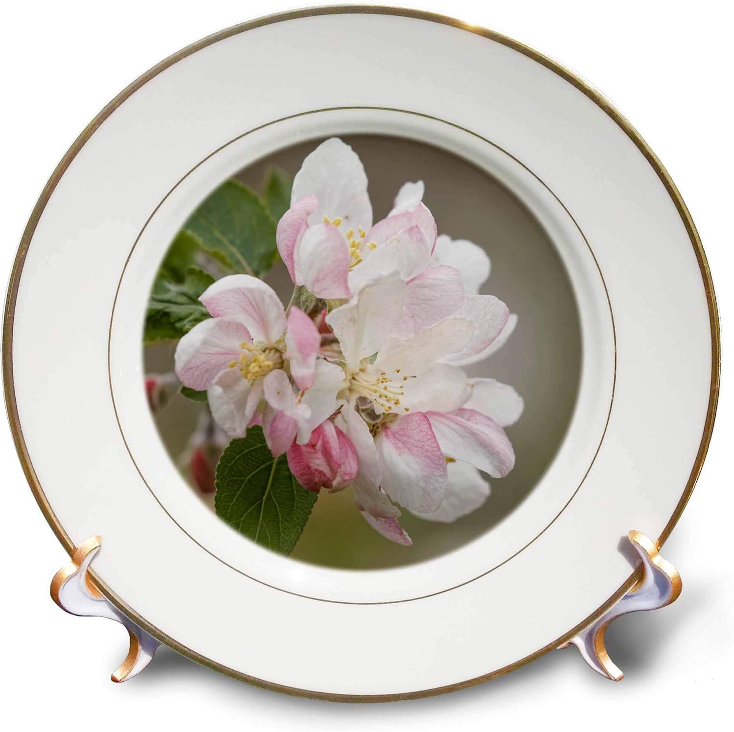 3dRose Danita Delimont - Flower - Crabapple Blossom in Spring. - Plates (cp_344988_1)