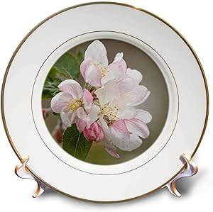 3dRose Danita Delimont - Flower - Crabapple Blossom in Spring. - Plates (cp_344988_1)