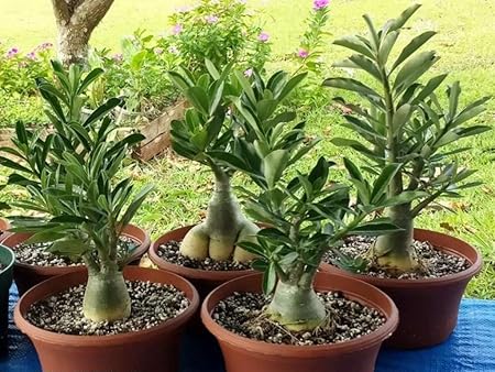 Creative Farmer Bonsai Live Plant White Purple Edge Double Desert Rose Adenium Obesum Seedling For Home Balcony (1 Live Bonsai Plant) (PLANT-93-ADENIUM863ll@)