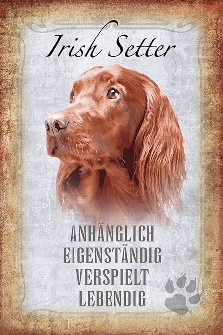 irish setter amazon