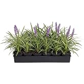 18 Pack - Liriope 'Variegated' Grass