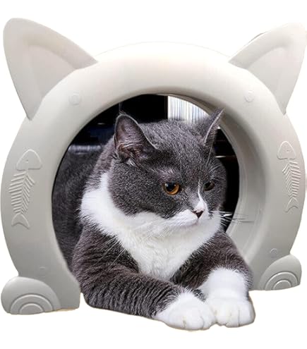 How to Train a Cat to Use a Pet Door: Easy Steps