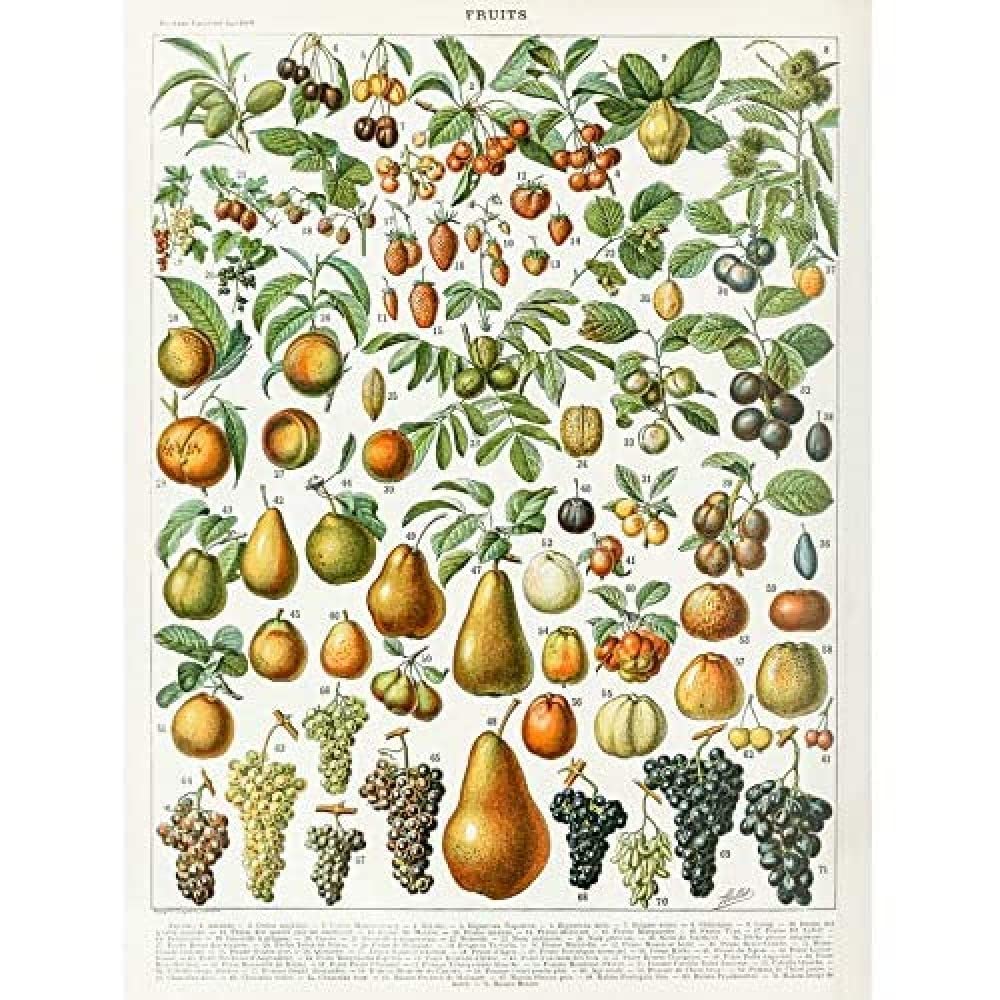 Artery8 Millot Encyclopedia Page Fruit Pear Grapes Unframed Wall Art Print Poster Home Decor Premium — image 1